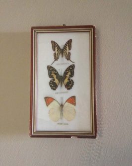 cadre-papillons-1-1