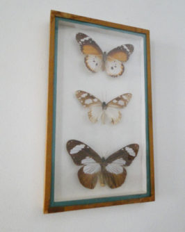 cadre-papillons-1