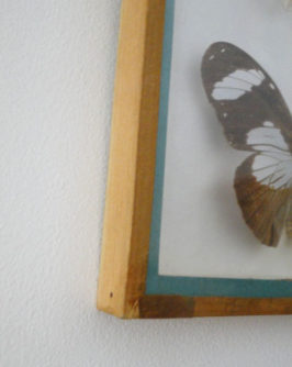 cadre-papillons-3
