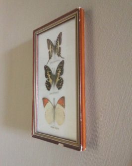 cadre-papillons-5